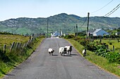 Ireland, County Mayo, Achill Island