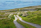 Ireland, County Clare, Burren National Park