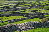 Irland, County Galway, Aran Islands, Insel Inishmaan,  Steinmauern