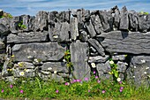 Ireland, County Galway, Aran Islands, Inishmaan Island, stone walls with wildflowers
