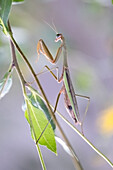 Praying mantis (Mantis religiosa) on a branch, Japan, Asia