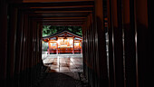 Torii-Tor bei Fushimi Inari Jinja, Shinto-Schrein, UNESCO-Weltkulturerbe, Kyoto, Honshu, Japan, Asien