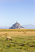 Schaf auf Weide vor Mont Saint-Michel, Département Manche, Normandie, Frankreich