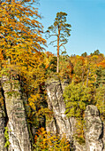 Farbenfroher Buchenwald an einem Herbstmorgen in der Sächsische Schweiz, Sachsen, Deutschland 