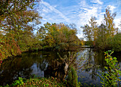 Waldsee am Main bei Grafenrheinfeld, Landkreis Schweinfurt, Unterfranken, Franken, Bayern, Deutschland