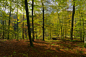 Naturwaldreservat Waldhaus mit Feuchtbereich im Handthalgrund, bei Ebrach, Naturpark Steigerwald, Landkreis Bamberg, Oberfranken, Franken, Bayern, Deutschland