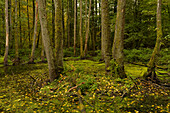 Naturwaldreservat Waldhaus mit Feuchtbereich im Handthalgrund, bei Ebrach, Naturpark Steigerwald, Landkreis Bamberg, Oberfranken, Franken, Bayern, Deutschland