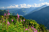 Flower meadow with Zillertal Alps in the background, Gamshütte, Zillertal Alps, Tyrol, Austria