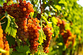 Grapes at a vineyard in Zelleberg, Alsace, France