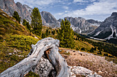 Tree trunk in front of rocky mountains in the Puez-Geissler Nature Park in autumn, Val Gardena, Bolzano, South Tyrol, Italy