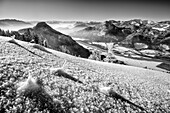 Neuschnee mit Raureifkristallen und Blick auf Kranzhorn und Inntal, vom Heuberg, Chiemgauer Alpen, Oberbayern, Bayern, Deutschland
