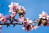 Almond blossom branch, in Val de Pop, with bee, now in January, in the province of Alicante, Spain