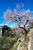 Almond blossom hike, in the Sierra Aixorta, in January, on Costa Blanca, Alicante province, Spain