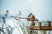 Kohlmeise (Parus major) am Futterhaus, im tiefen Winter, in Bayern, Deutschland