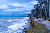  Beach, cliffs and ghost forest in the Baltic Sea resort of Nienhagen, Mecklenburg-Western Pomerania, Germany\n 