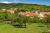  Vineyards and the town of Ribeauville, Alsace, France 