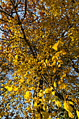 Deciduous trees in the Ammerschlucht on a sunny autumn day, Upper Bavaria, Bavaria, Germany