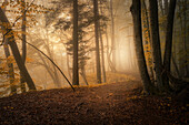 Weg im Wald, Morgennebel im Herbst in einem Buchenwald südlich von München, Bayern, Deutschland, Europa