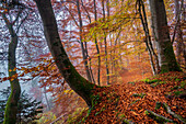 Herbst im Wald, Isartal südlich von München, Bayern, Deutschland