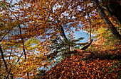 Herbst an der Isar, im Isartal südlich von München, Bayern, Deutschland