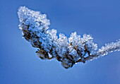 Detail, Zweig und Eiskristalle im Winter bei Kälte