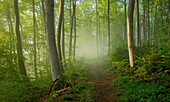 Weg führt durch Wald, Morgens im Buchenwald