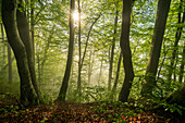 Morning in the beech forest