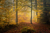 Misty autumn morning in a beech forest south of Munich, Bavaria, Germany, Europe