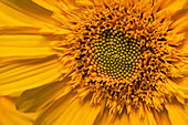  Sunflower, Bavaria, Germany 