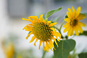  Sunflower in the cottage garden, Bavaria, Germany 