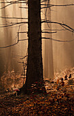  Morning light in the autumn forest, Bavaria, Germany 