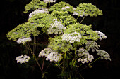  Giant hogweed in the forest, Bavaria, Germany 