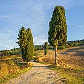 Weg im Herbst, Morgen in der Nähe von Pienza, Gladiator Foto Spot, Toskana, Italien, Europa