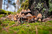  Small mushroom colony in the autumn forest 