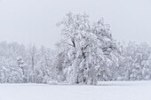 Birke, Winter im Weilheimer Moos, Weilheim, Bayern, Deutschland, Europa