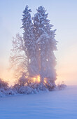 Baum im Winter im Weilheimer Moos, Weilheim, Bayern, Deutschland, Europa