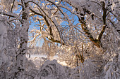 Winter im Weilheimer Moos, Weilheim, Bayern, Deutschland, Europa