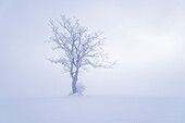  Dense fog, Bavaria, Germany 