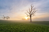  Foggy morning near Obersöchering, Bavaria, Germany 