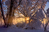 Winter im Pfaffenwinkel, Weilheim, Bayern, Deutschland, Europa