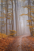 Herbstwald in der Nähe von Andechs, Bayern, Deutschland