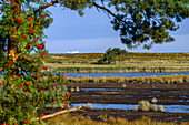  Nature trail at Darsser Ort, nature, Baltic Sea coast, Mecklenburg-Western Pomerania, Germany 