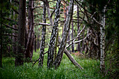 Wald, Ribnitzer Großes Moor, Dierhäger Moor bei Graal-Müritz, Ostseeküste, Mecklenburg Vorpommern, Deutschland