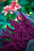 Rot blühender Amarant (Amaranthus), Botanischer Garten Christiansberg bei Luckow, Stettiner Haff, Ostseeküste, Mecklenburg-Vorpommern, Deutschland