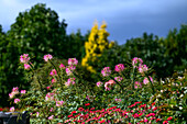  Botanical Garden Christiansberg near Luckow, Stettiner Lagoon, Baltic Sea coast, Mecklenburg Western Pomerania Baltic Sea coast, Mecklenburg Western Pomerania, Germany 