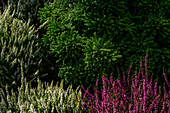Heidekraut im Botanischen Garten, Christiansberg bei Luckow, Stettiner Haff, Ostseeküste, Mecklenburg-Vorpommern, Deutschland