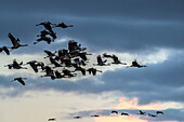  Cranes on the Peene, Menzlin near Anklam, Baltic Sea coast, Mecklenburg Western Pomerania Baltic Sea coast, Mecklenburg Western Pomerania, Germany 