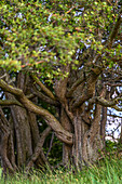Alter Baum, Naturschutzgebiet auf der Halbinsel Devin bei Stralsund,  Ostseeküste, Mecklenburg-Vorpommern, Deutschland