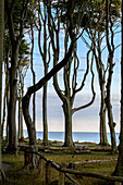  Ghost Forest near Nienhagen, Rostock, Baltic Sea Coast, Mecklenburg Western Pomerania, Germany * Ghost Forest near Nienhagen,, Baltic Sea Coast, Mecklenburg Western Pomerania, Germany 