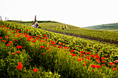  Chapel in the vineyards, Eichert Chapel, Jechtingen, Kaiserstuhl, Baden-Württemberg, Germany 